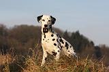 DALMATIEN 407